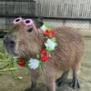 капибары от @capybaraloveAM 12