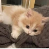 Cats 🌚 :: @fStikBot 13