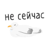 paniс_chaika 13