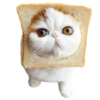 cats 9