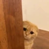 Broken animals 14