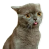 cats 10