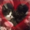 ♡cute cats♡ @meowstickersi 14