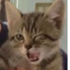 Cats :: @fStikBot 18