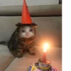 Cats 🌚 :: @fStikBot 16