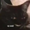Cats 🌚 :: @fStikBot 17