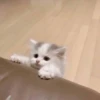 Cats 🌚 :: @fStikBot 18