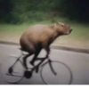 Capybara @MyselfMeandIo 18