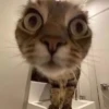Cats :: @fStikBot 20