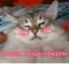 Cute Cats @anime4_arts 15