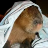 капибары от @capybaraloveAM 13