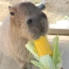 капибары от @capybaraloveAM 14