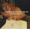 Cute Cats @anime4_arts 18