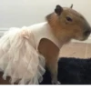 Capybara @MyselfMeandIo 19