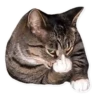 cats 11