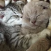♡cute cats♡ @meowstickersi 20