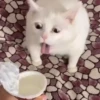 Cats :: @fStikBot 21