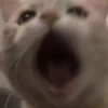 Cats :: @fStikBot 22