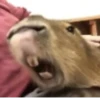 Capybara @MyselfMeandIo 20