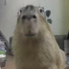 капибары от @capybaraloveAM 18