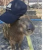 Capybara @MyselfMeandIo 21