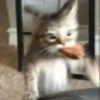 Cats :: @fStikBot 24