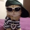♡cute cats♡ @meowstickersi 21