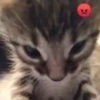 ♡cute cats♡ @meowstickersi 24
