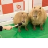 Capybara @MyselfMeandIo 22