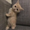 Cats 🌚 :: @fStikBot 20