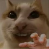 Cats :: @fStikBot 25