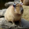 капибары от @capybaraloveAM 20