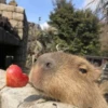 Capybara @MyselfMeandIo 23