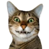 cats 12