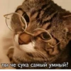 Cute Cats @anime4_arts 22