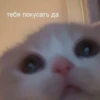 пизда 24