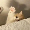 Cats :: @fStikBot 27