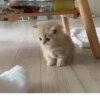Cats 🌚 :: @fStikBot 21