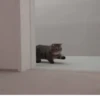 Cats 🌚 :: @fStikBot 22