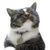 cats 13