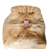 cats 14