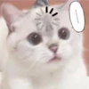 Cats 🌚 :: @fStikBot 23