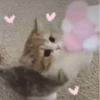 ♡cute cats♡ @meowstickersi 27