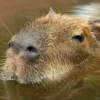 капибары от @capybaraloveAM 22
