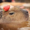 капибары от @capybaraloveAM 23