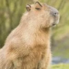 капибары от @capybaraloveAM 24