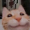 Cats :: @fStikBot 28