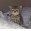 Cats 🌚 :: @fStikBot 24