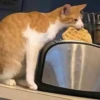 Cats :: @fStikBot 29