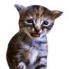 cats 15